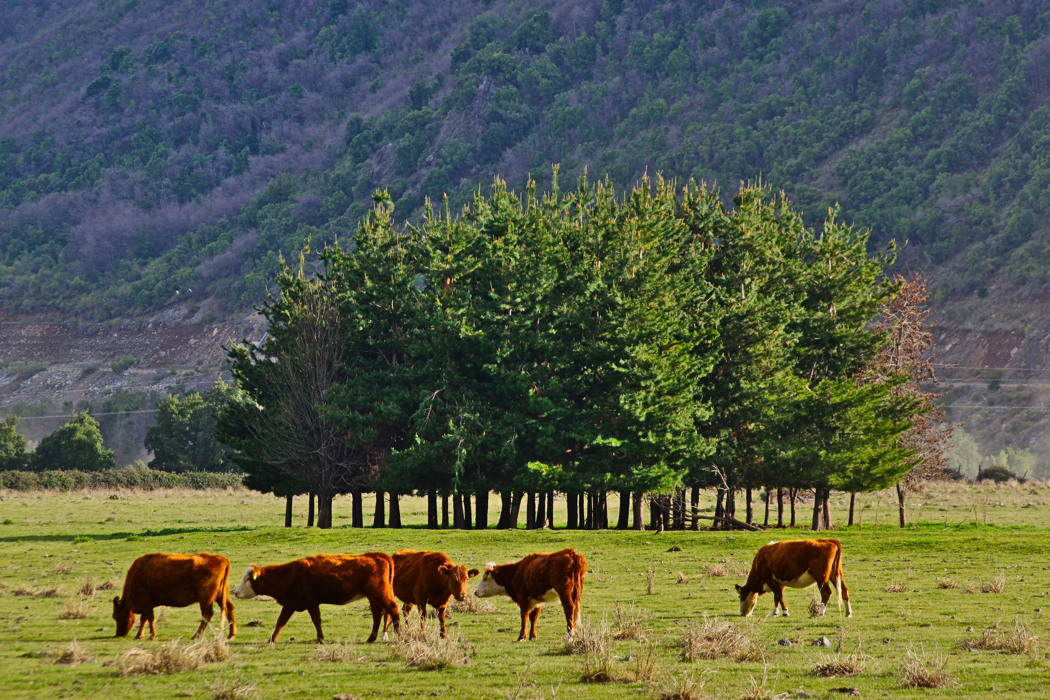 Vallé río Maule, Colbún